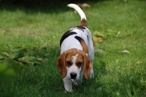 Beagle Scent Training: How to Teach Your Beagle to Use Their Nose